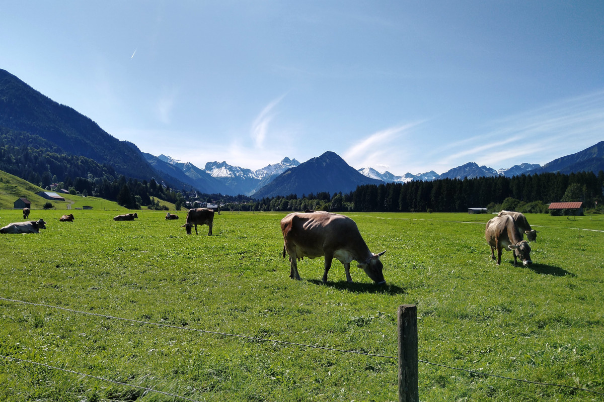 Talpanorama mit Kühen auf einer Wiese, im Hintergrund Berge